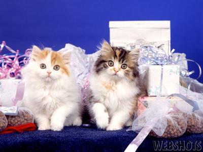 2coonswithgifts.jpg