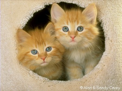 2kittens.jpg