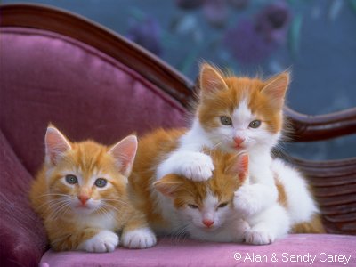 3rodekittens.jpg