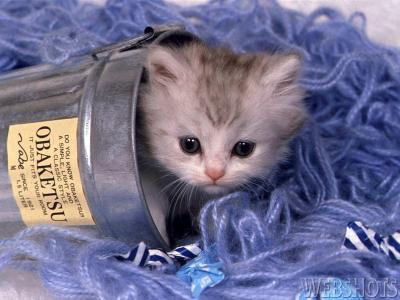 bucketkitty.jpg