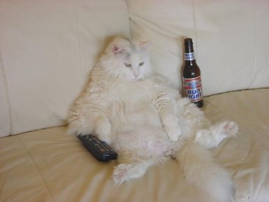 catwithbud.jpg