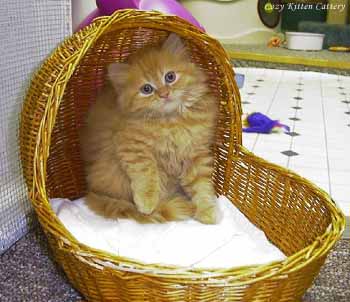 kitteninmand.jpg