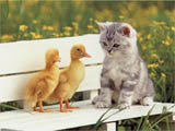 kitty-ducks.jpg