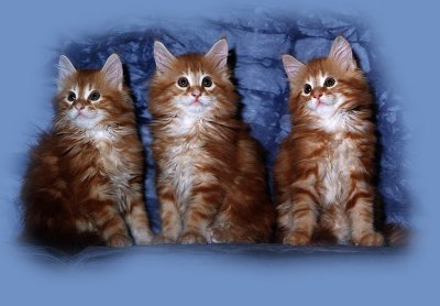 maincoonkittens.jpg