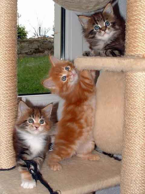 mainecoontjesaanpaal.jpg