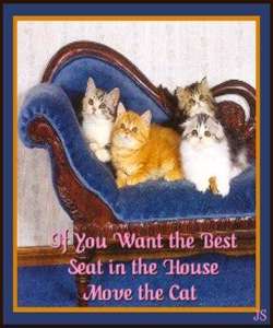 seatcats.jpg