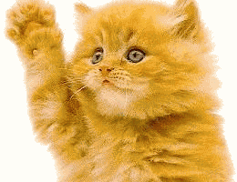 wavecat.gif